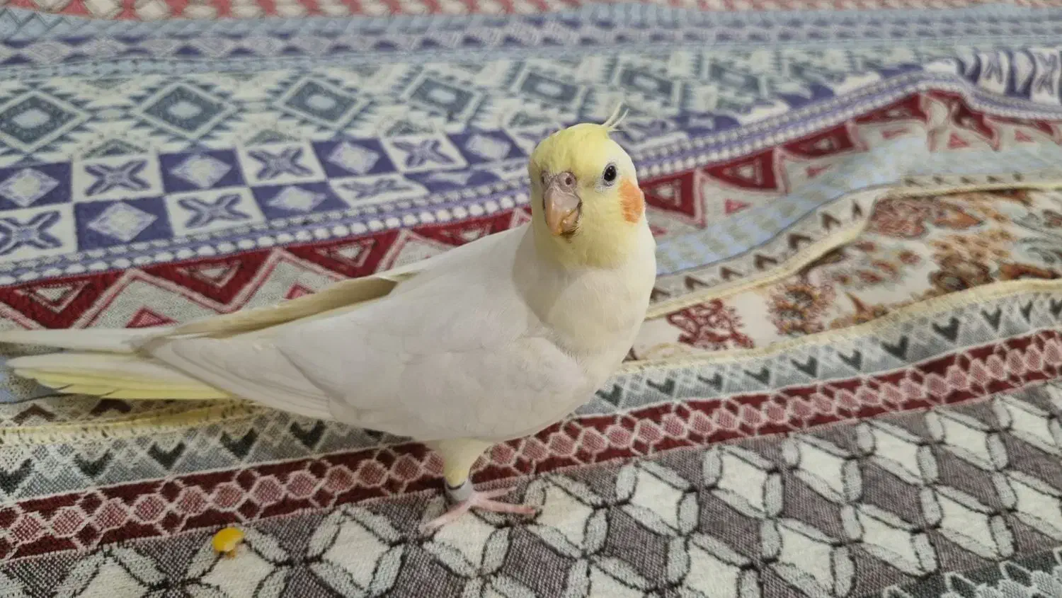 عروس هلندی ماده|پرنده|کاشان, معلم|دیوار