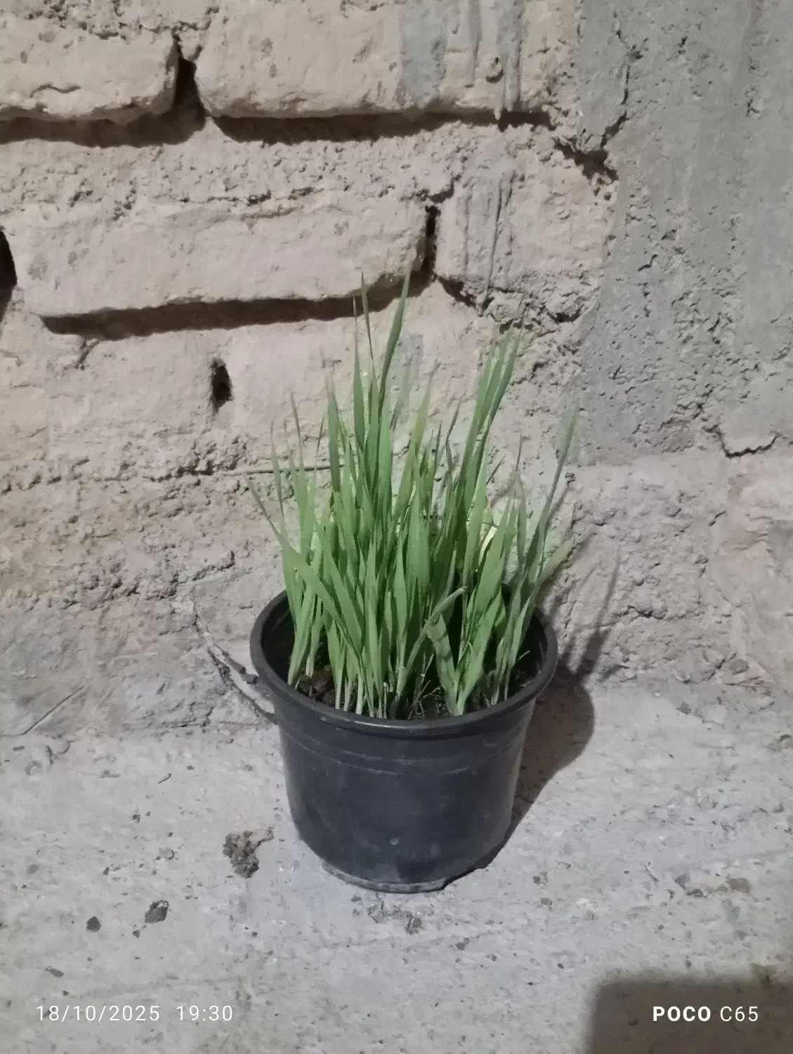 بذر جو|گل و گیاه طبیعی|بندر ترکمن, |دیوار