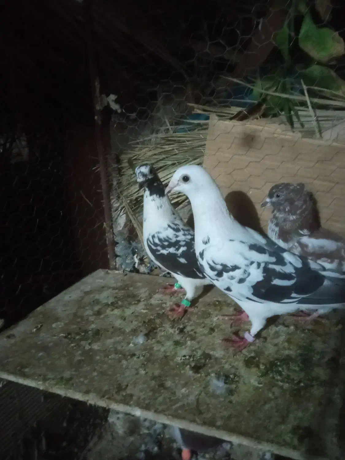 کبوتر|پرنده|طبس, |دیوار