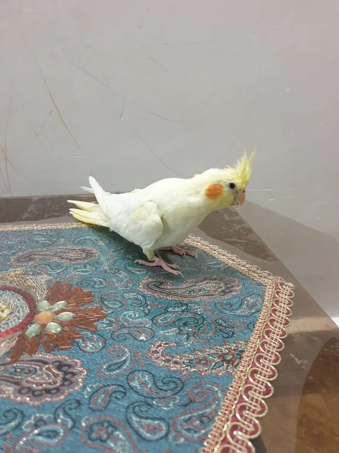 عروس هلندی ماده|پرنده|سراب, |دیوار