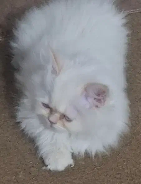 گربه پرشین اصیل|گربه|گنبد کاووس, |دیوار