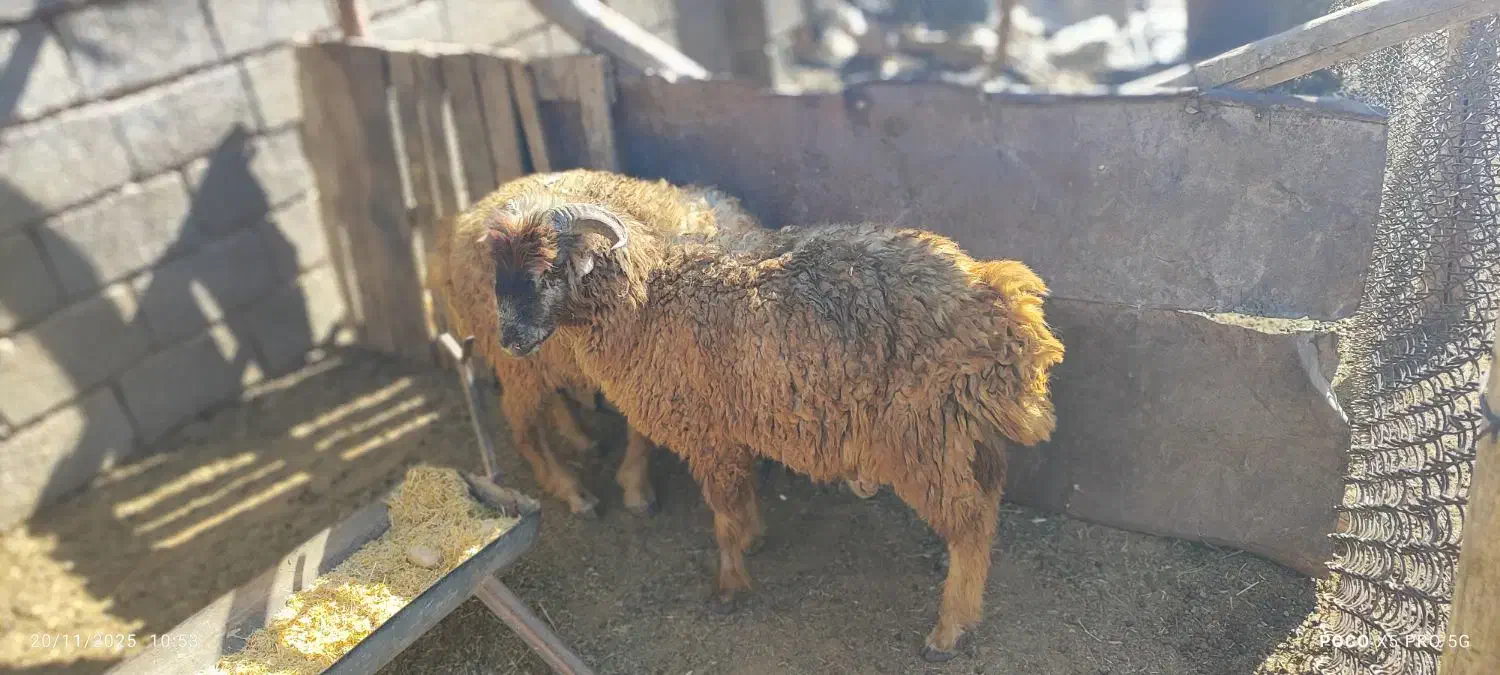 فروش دو راس بره نر سبک. سعادت شهر|حیوانات مزرعه|پاسارگاد, |دیوار