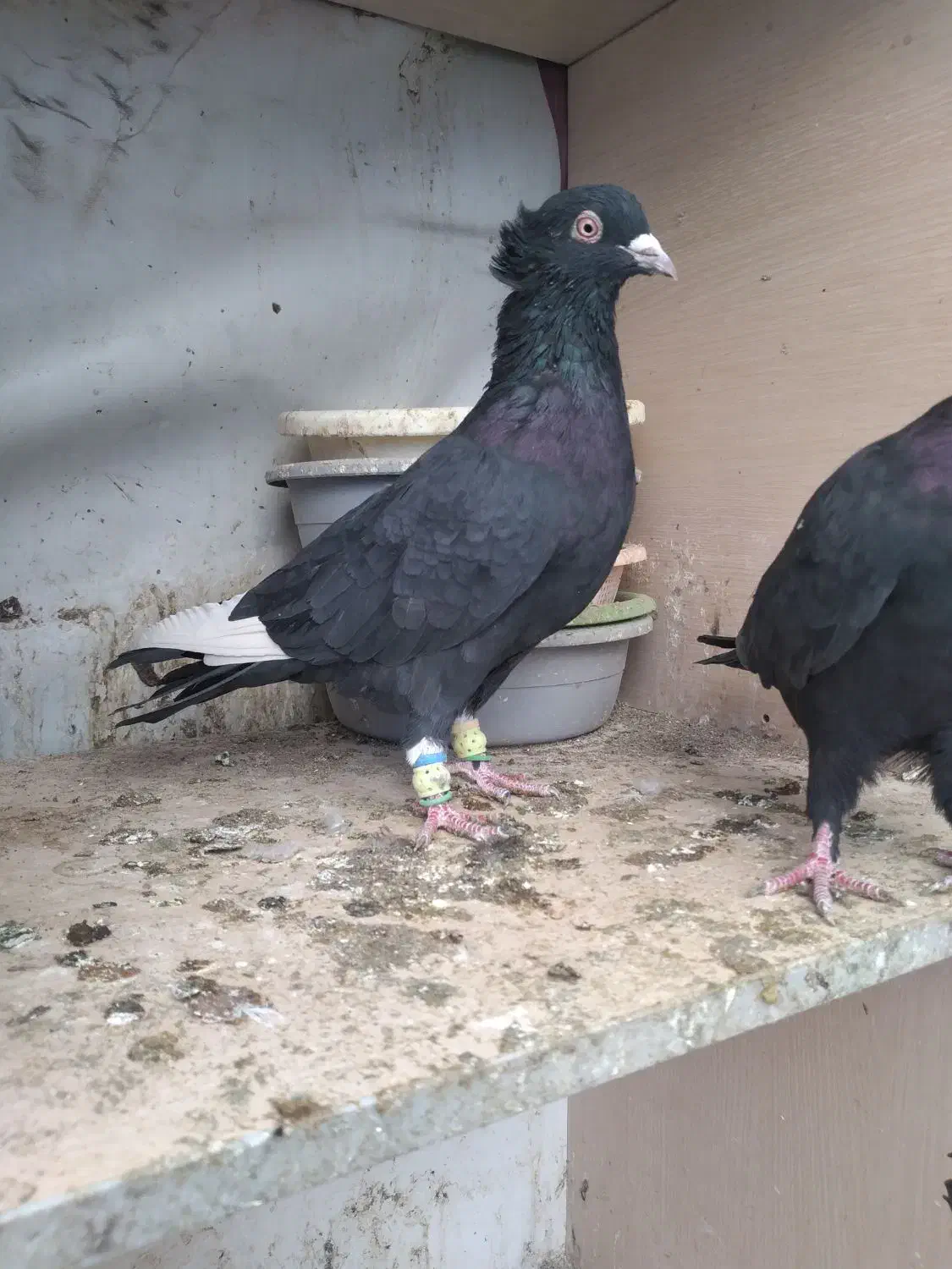 کبوتر رنگی|پرنده|قزوین, |دیوار