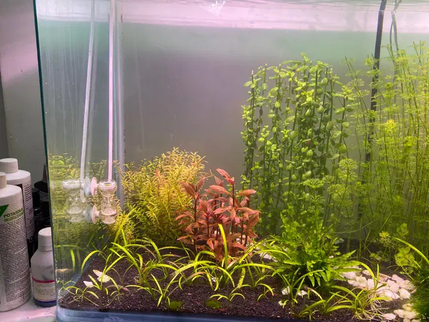 گیاه اکواریومی|ماهی|همدان, |دیوار