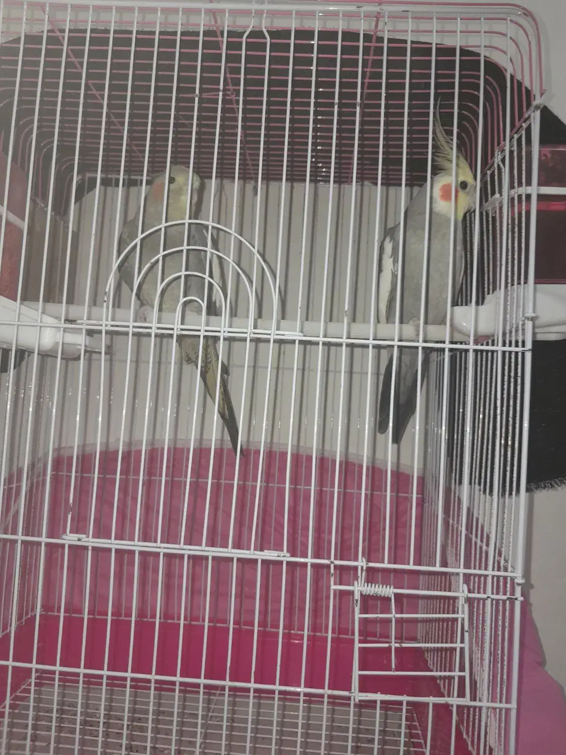 یک جفت عروس هلندی بالغ|پرنده|میبد, |دیوار