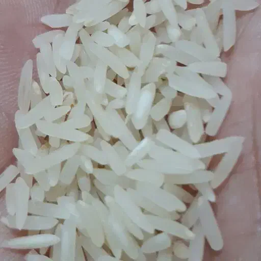 برنج شمیم هاشمی و فجر|خوردنی و آشامیدنی|شیراز, جانبازان|دیوار