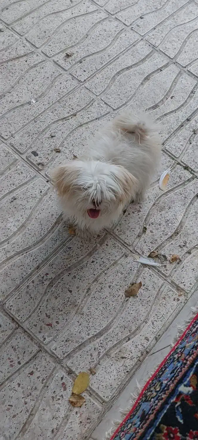 سگ پاکوتاه|سگ|اراک, |دیوار