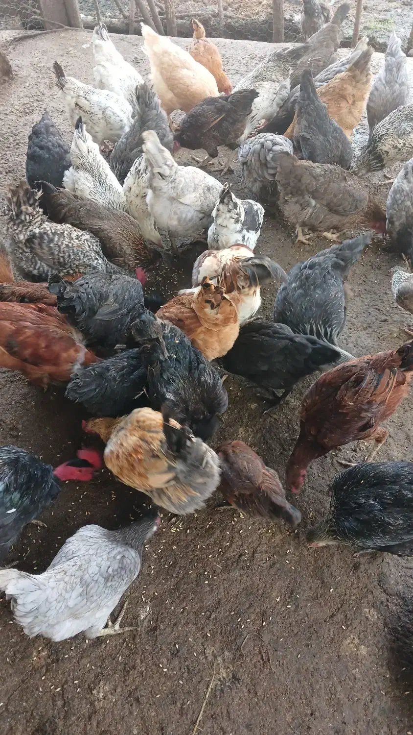 مرغ و خروس محلی|حیوانات مزرعه|رحیم‌آباد, |دیوار