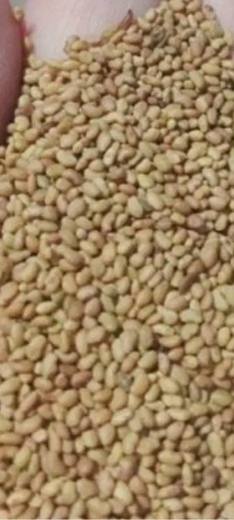 بذر شبدر رنجر مافا خاکشیر یونجه پاک ارسال کل ایران|عمده‌فروشی|شیراز, قدوسی غربی|دیوار