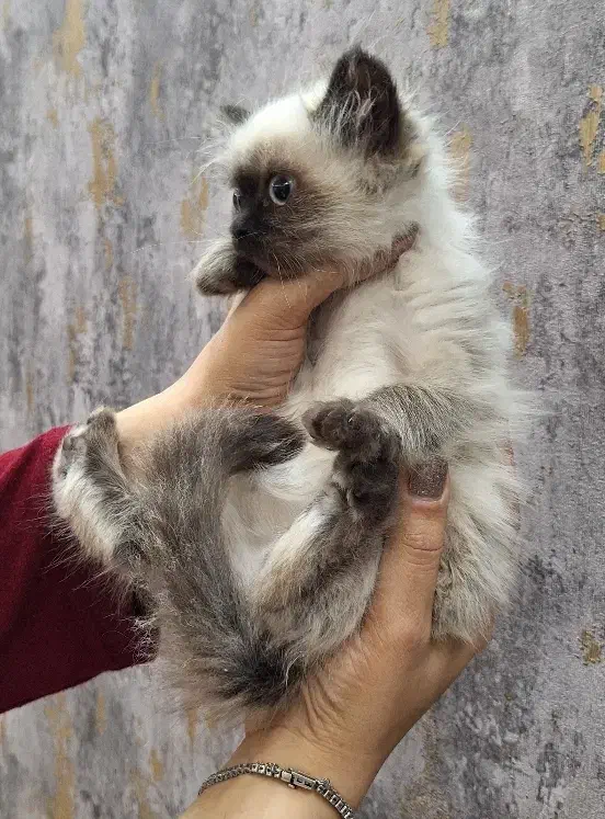 گربه سیامی|گربه|بوکان, |دیوار