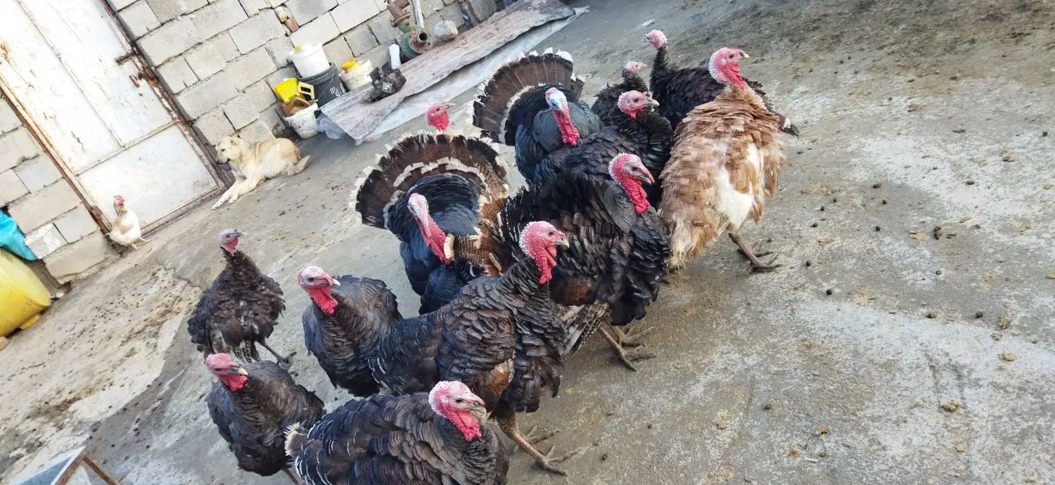 بوقلمون کوردی|حیوانات مزرعه|کامیاران, |دیوار