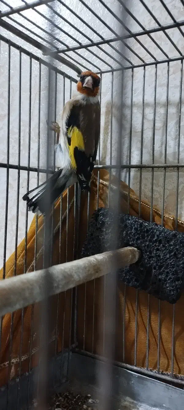 سهره،سگ،دورگه|حیوانات|سنندج, |دیوار