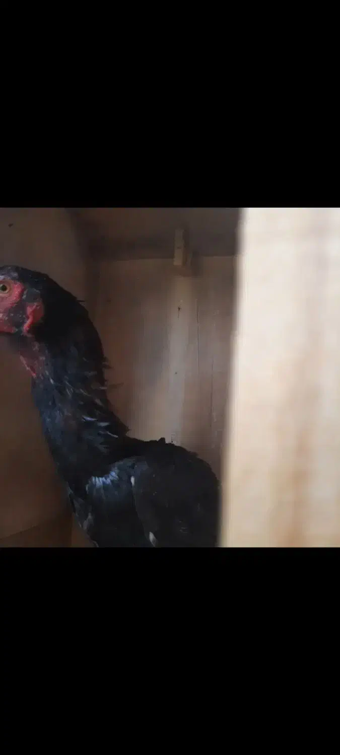 خروس و مرغ لاری اوشامو وارداتی المانی|حیوانات مزرعه|مینودشت, |دیوار