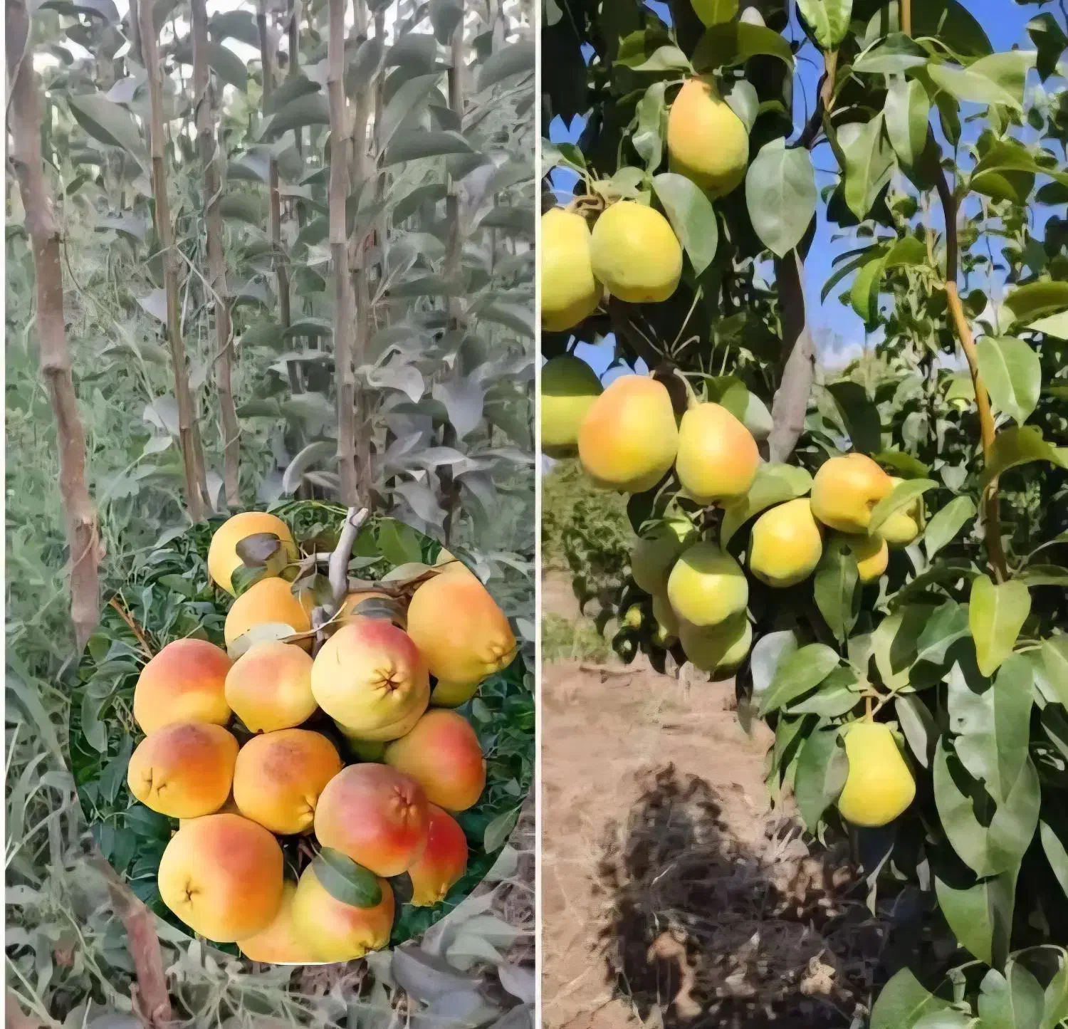 ادمین و ادیتور حرفه ای برای پیج نهالستان|استخدام بازاریابی و فروش|میاندوآب, |دیوار