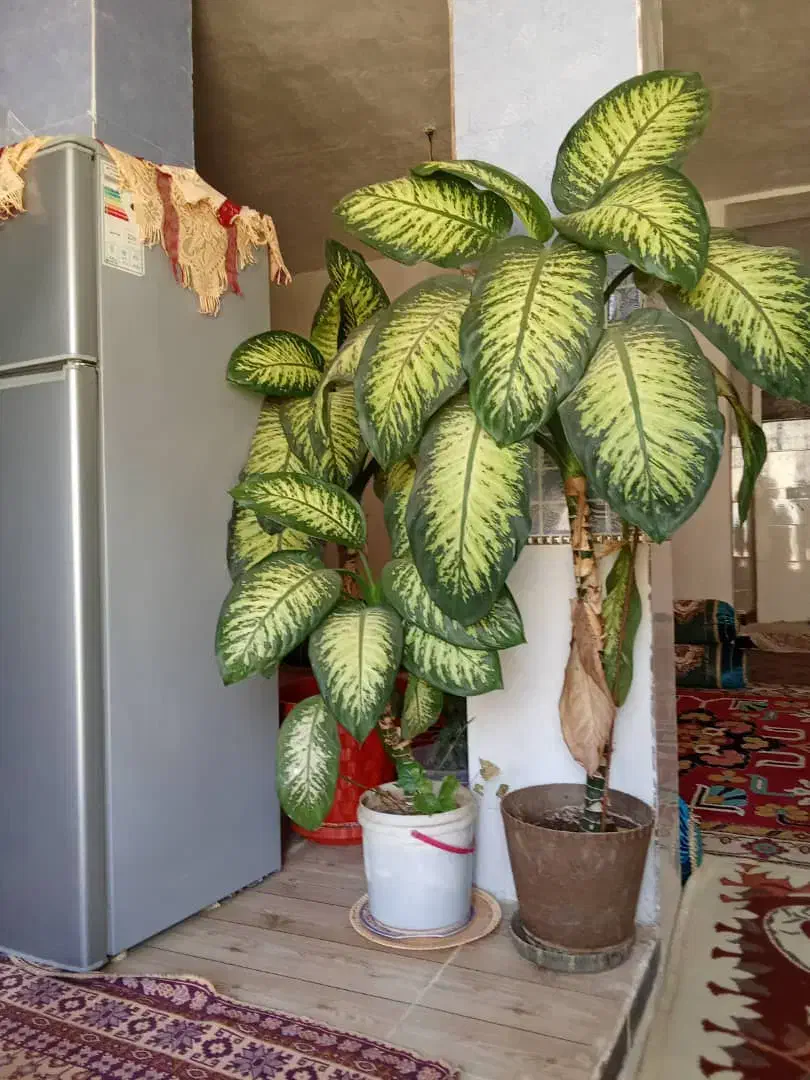 گل زیبا|گل و گیاه طبیعی|یاسوج, |دیوار