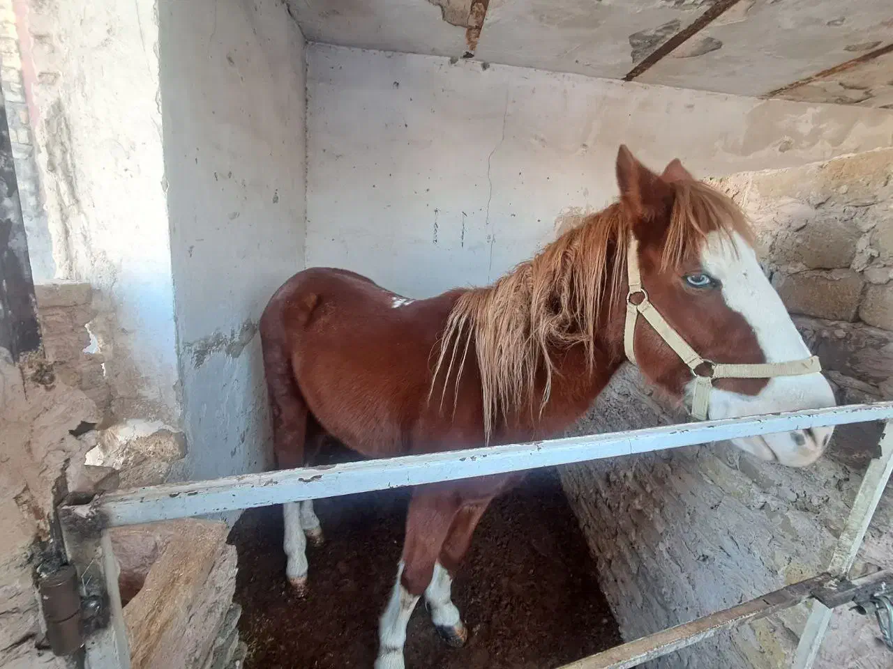 اسب|اسب و تجهیزات اسب‌سواری|مشهد, کلاته برفی|دیوار