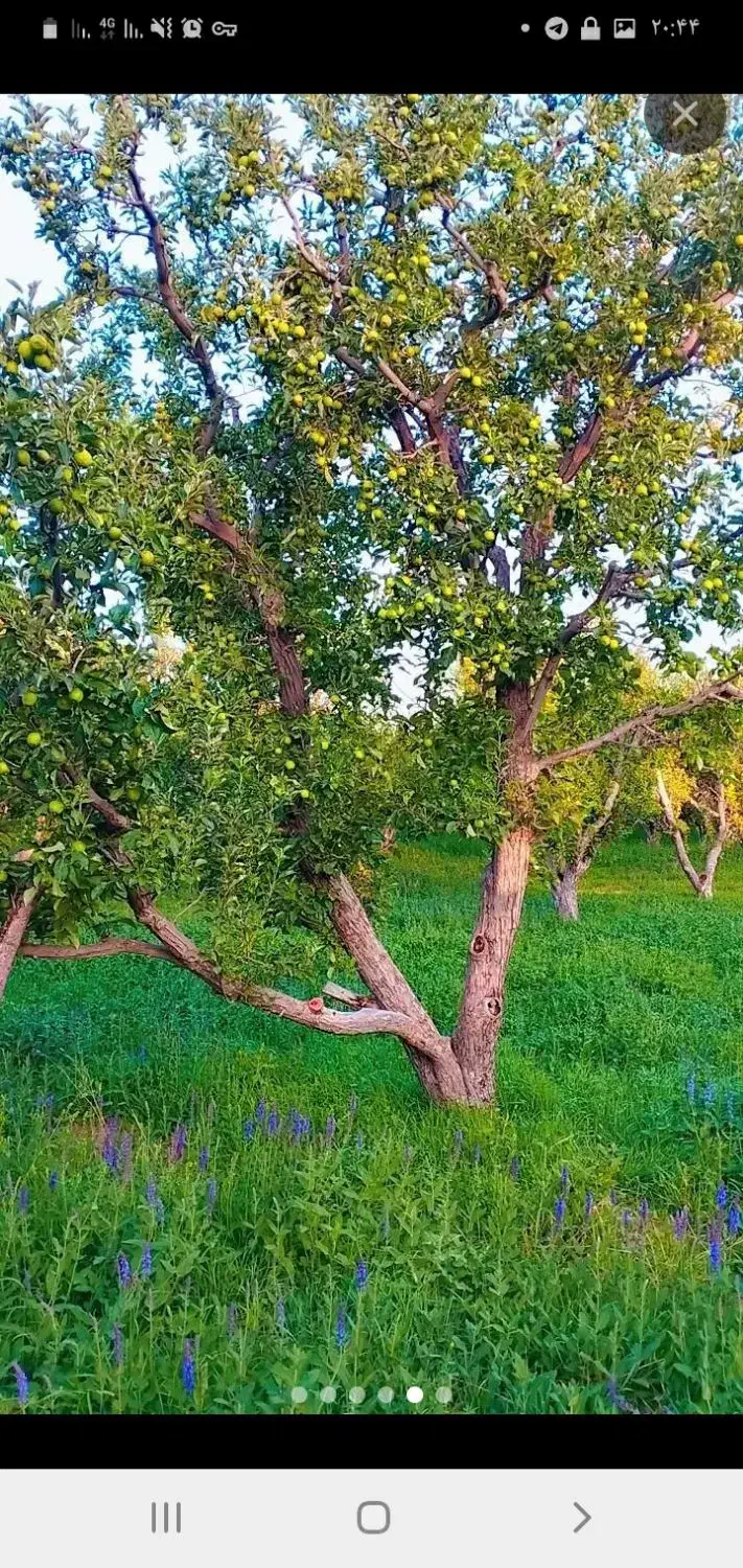 فروش باغ سیب|فروش زمین و ملک کلنگی|سراجو, |دیوار