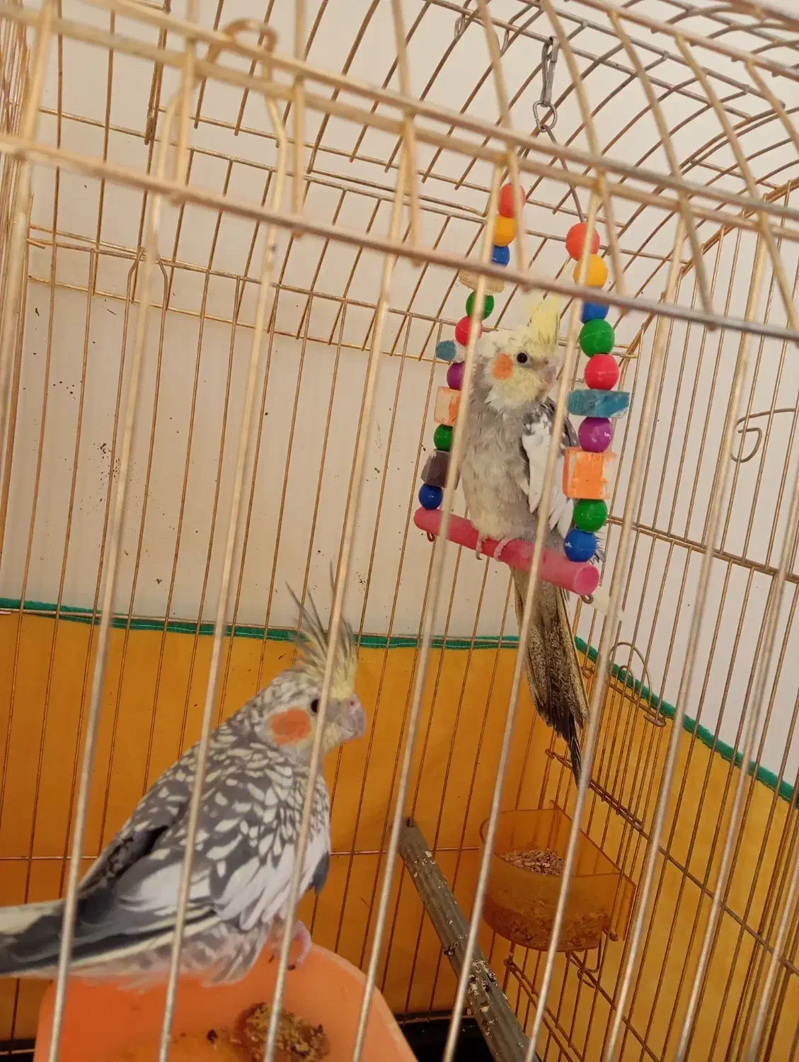 عروس هلندی نر و ماده سخنگو معاوضه با انگشتر|پرنده|بروجرد, |دیوار