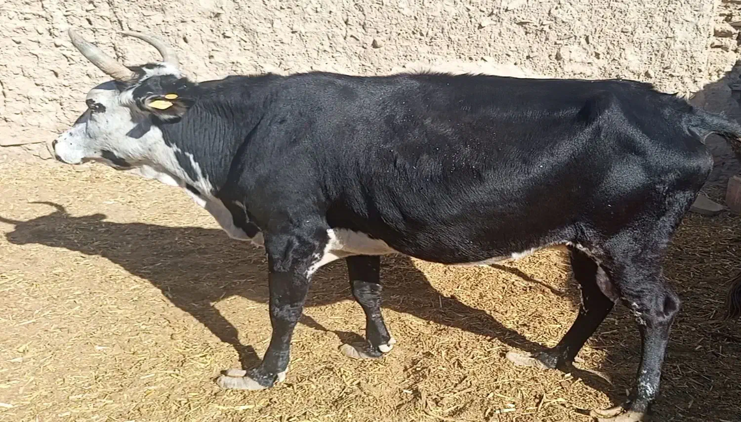 دو عدد گاو دورگ نر ماده|حیوانات مزرعه|مهرستان, |دیوار