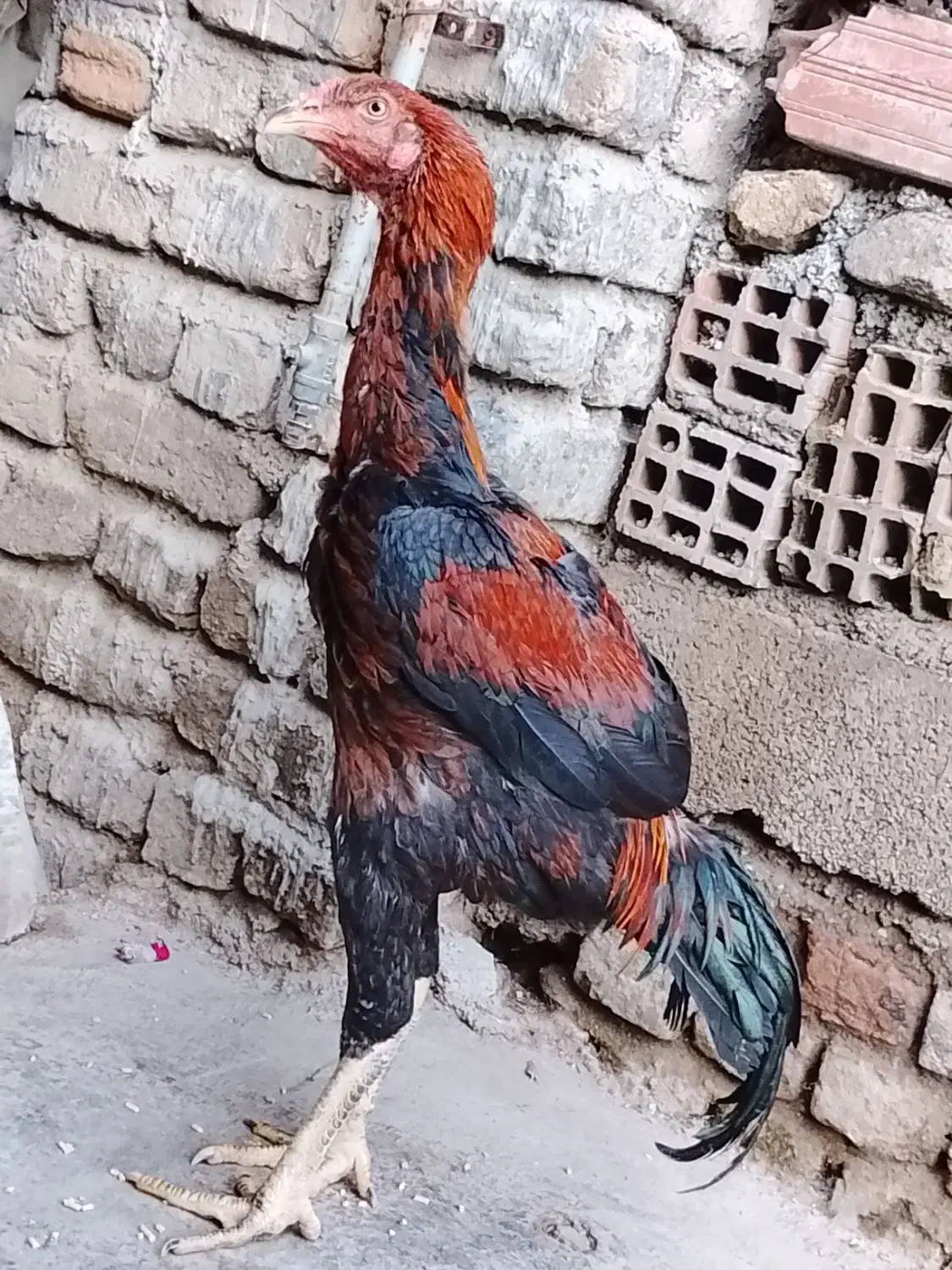 مرغ و خروس لاری|حیوانات مزرعه|کردکوی, |دیوار