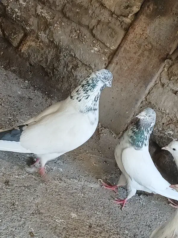 یه جفت نرو ماده کله دم آبی|پرنده|کوهدشت, |دیوار