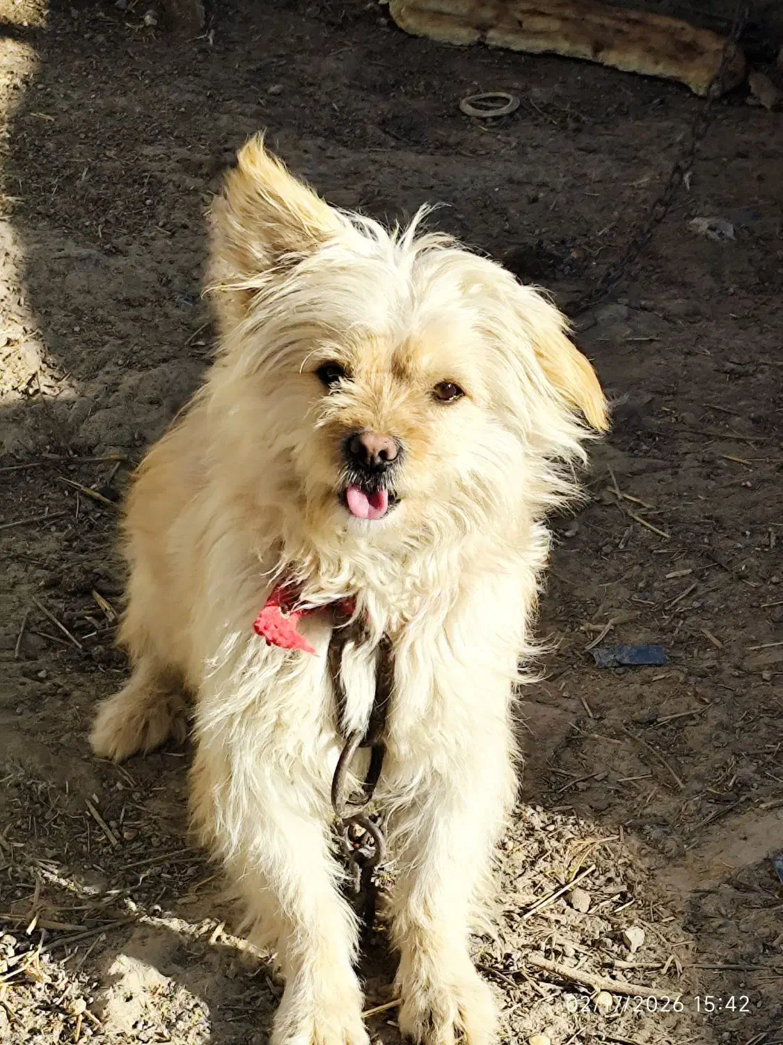 سگ پا کوتاه|سگ|جوادآباد, |دیوار