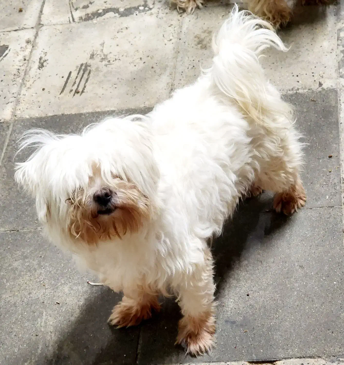 مالتیز|سگ|بومهن, |دیوار