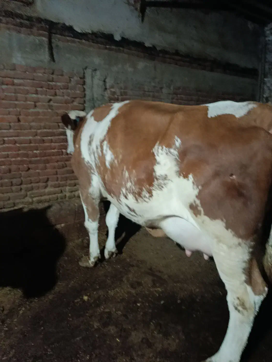 تلیسه عروسک|حیوانات مزرعه|زنجان, |دیوار