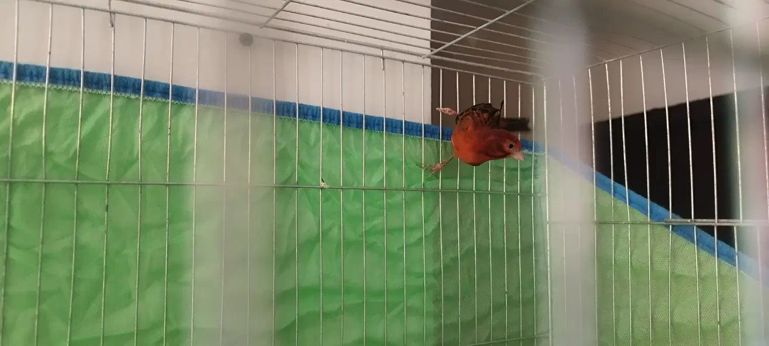 فروش قناری نر مست|پرنده|صدرا-فارس, فاز ۱|دیوار