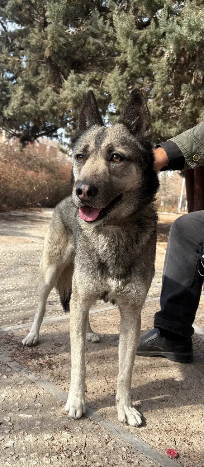 سگ پیدا شده|حیوانات|تهران, صادقیه|دیوار