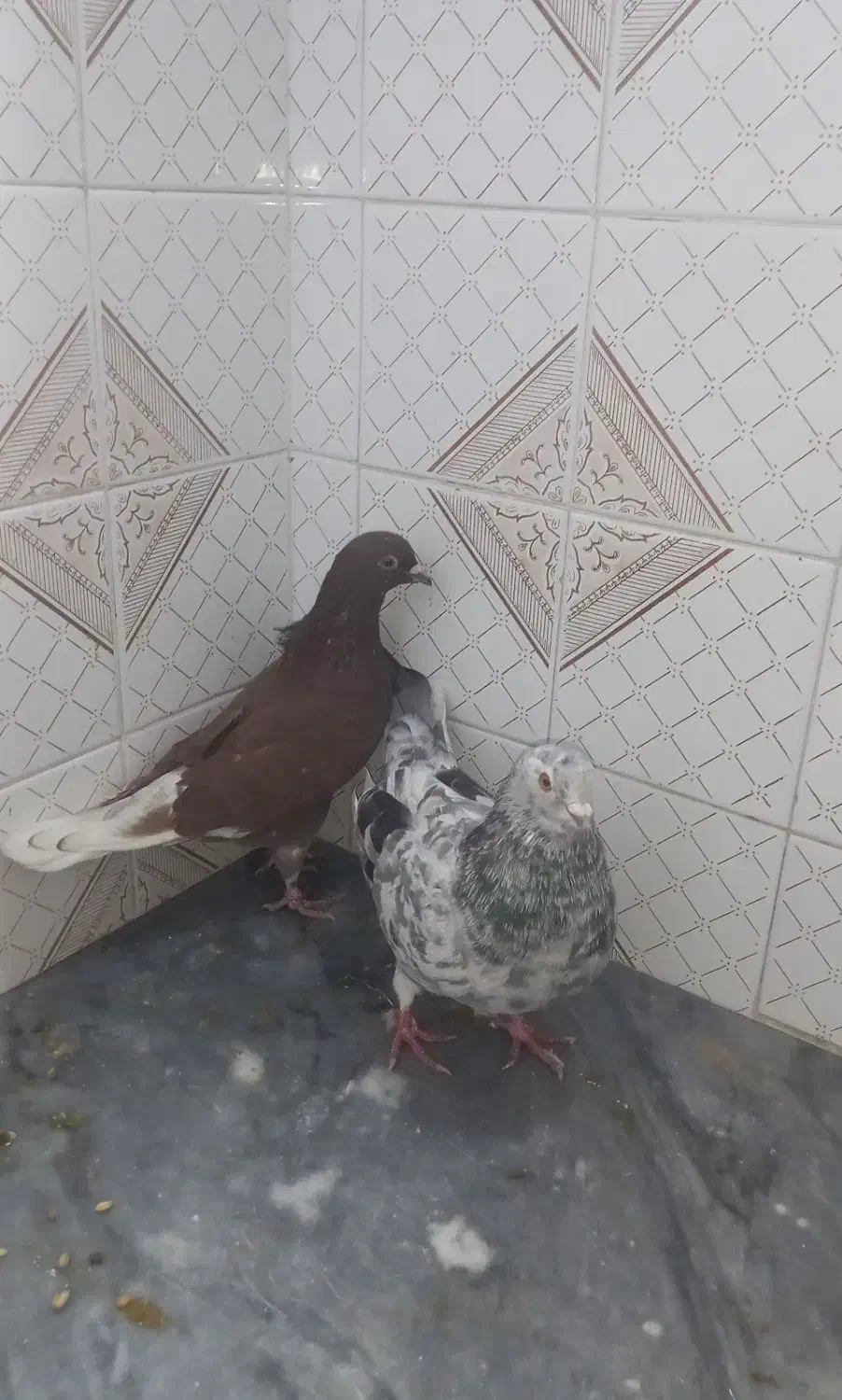 دلیل‌اگهیم‌کمبودجاس‌مستعجریم‌بیشترشون‌دونه‌۳۰۰‌|پرنده|بابل, |دیوار