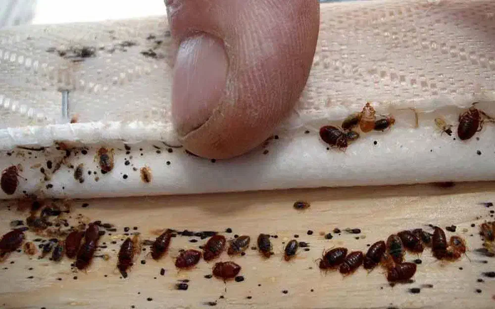 سم‌پاشی فوری و تضمینی،ایمن وتخصصی|خدمات نظافت|دزفول, |دیوار