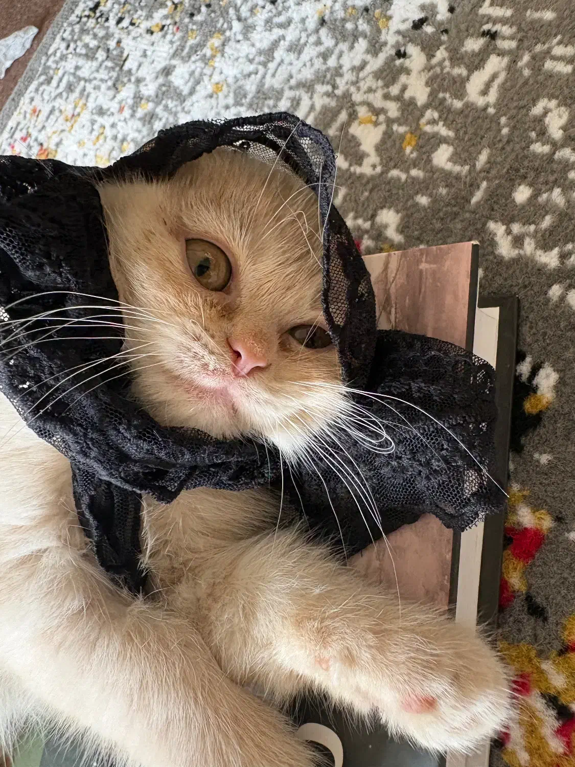 گربه|گربه|بندرعباس, |دیوار