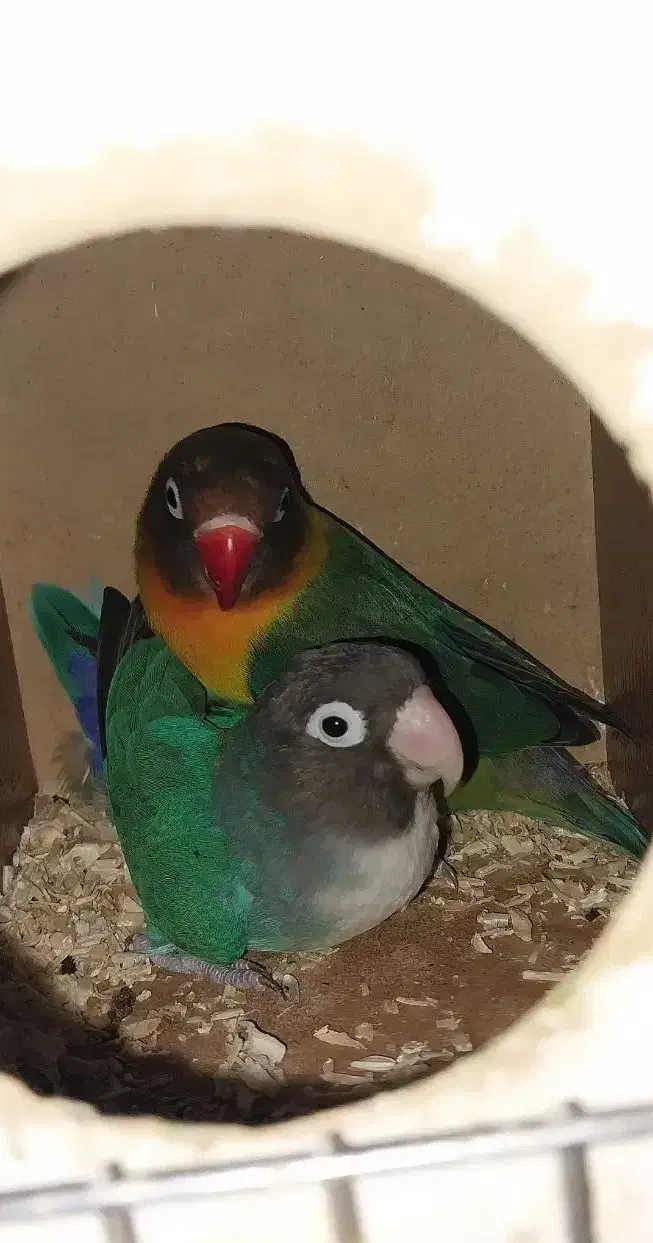 طوطی برزیلی مولد باقفس ولانه رنگ خاص|پرنده|سرپل ذهاب, |دیوار