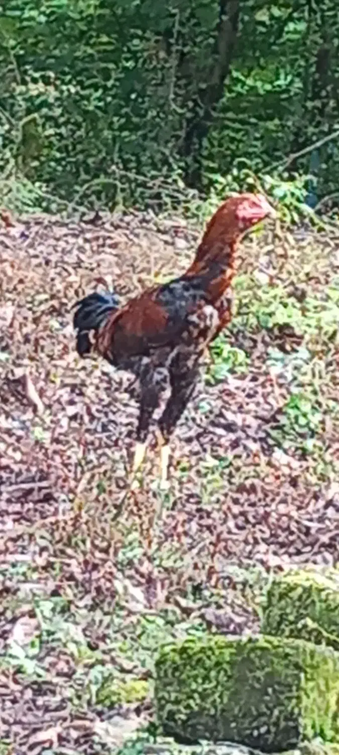 لاری ۵ماهه|حیوانات مزرعه|لوندویل, |دیوار