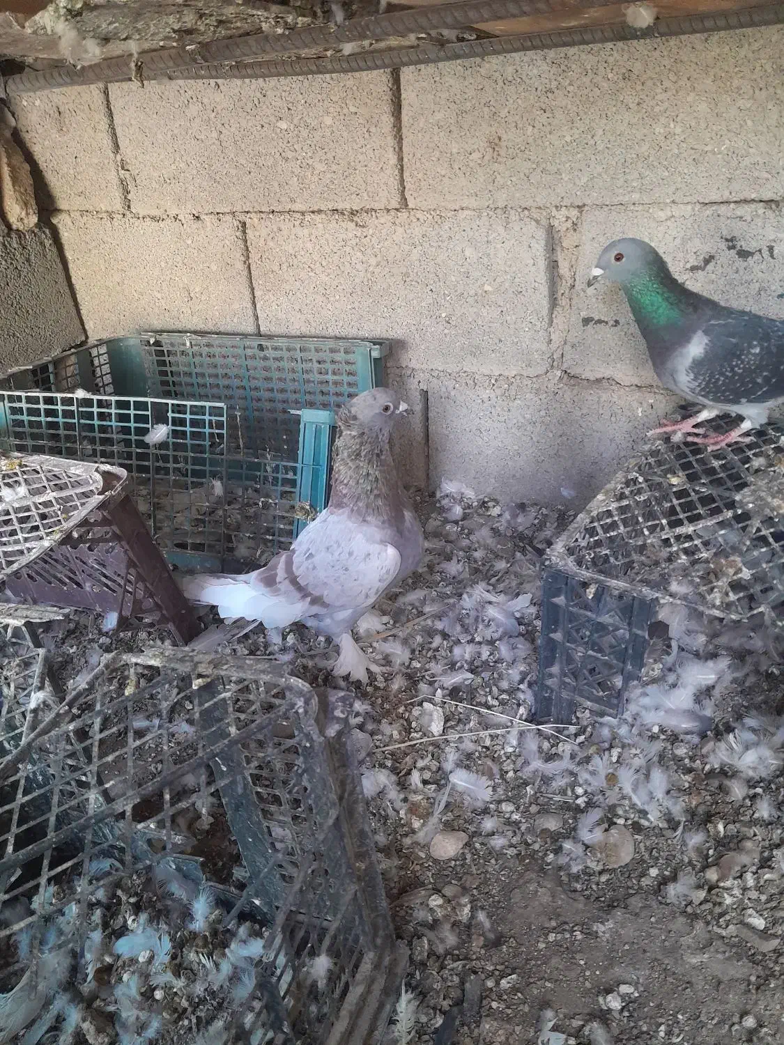 کفتر رنگی|پرنده|امیدیه, |دیوار