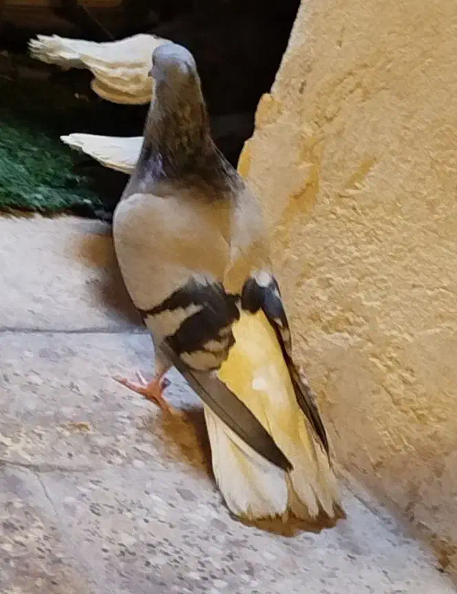 کفتر سبز دم سفید|پرنده|چهاردانگه (تهران), |دیوار