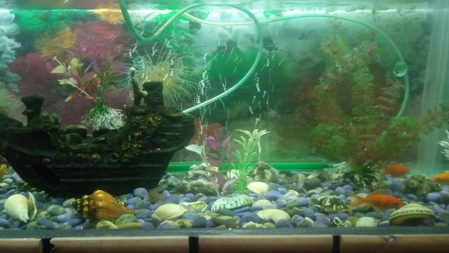 آکواریم|ماهی|ری, شهادت|دیوار