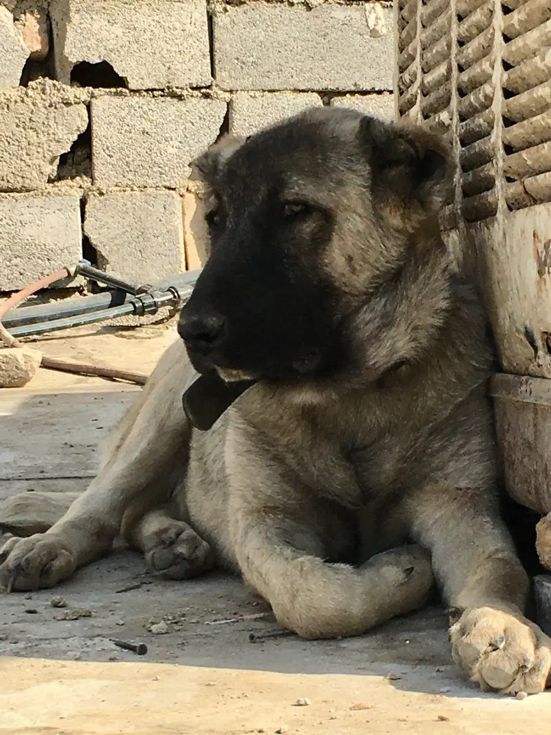 سگ سراب|سگ|چهاردانگه (تهران), |دیوار