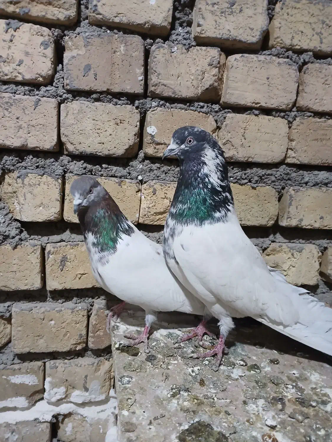 کبوتر کله دم سبز|حیوانات|همدان, |دیوار