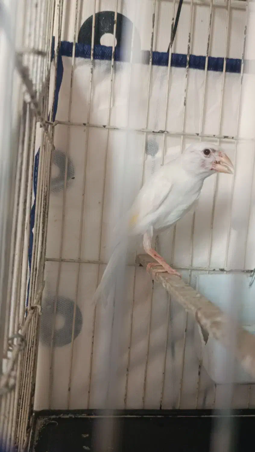 قناری نر سفید|پرنده|شیراز, شهرک مفتح|دیوار