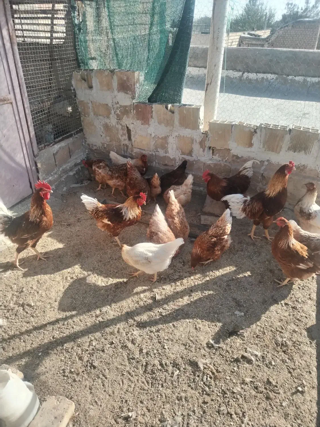 تخم  نطفه دار گلین، لوهمن، سلطان بلک متلد|حیوانات مزرعه|کاشان, نوش آباد|دیوار