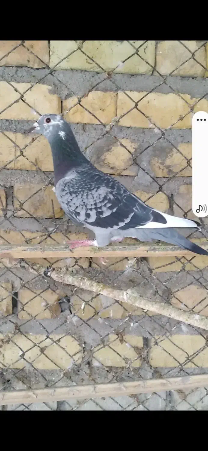 کبوتر دم سفید|پرنده|فراشبند, |دیوار