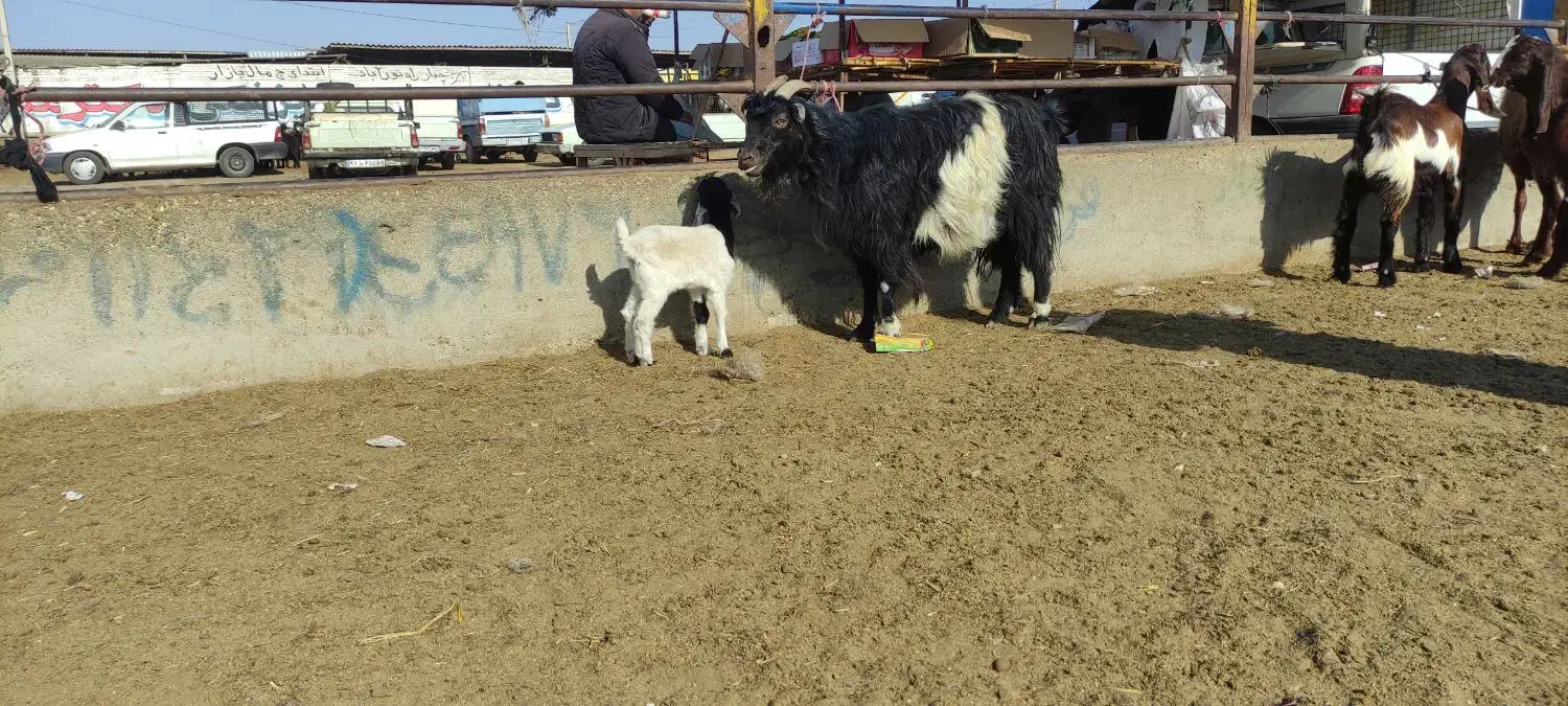 یک راس بزوبزغاله دار.|حیوانات مزرعه|گنبد کاووس, |دیوار