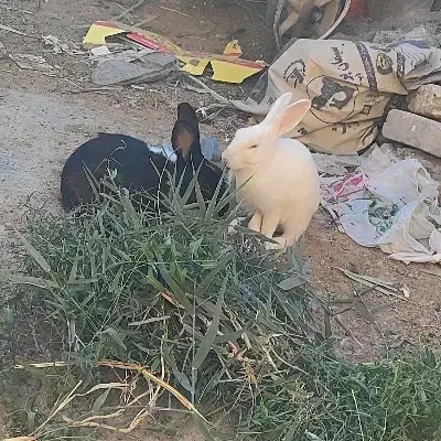 خرگوش فروشی|موش و خرگوش|زابل, |دیوار