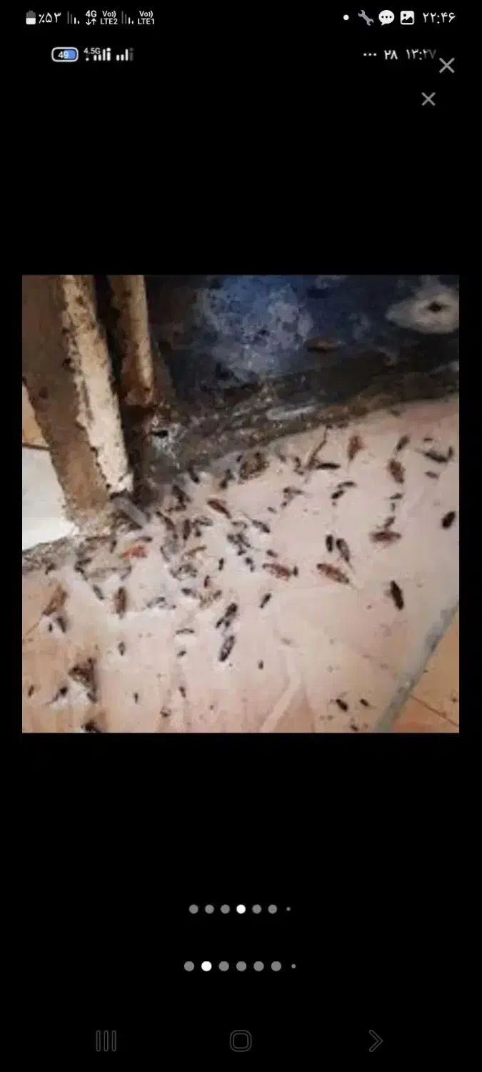 سم پاشی|خدمات نظافت|تهران, تجریش|دیوار