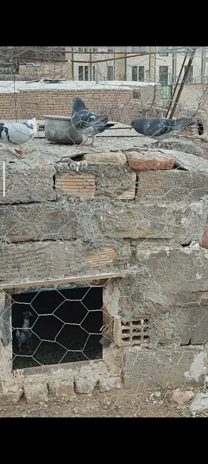 کفتر|پرنده|درمیان, |دیوار