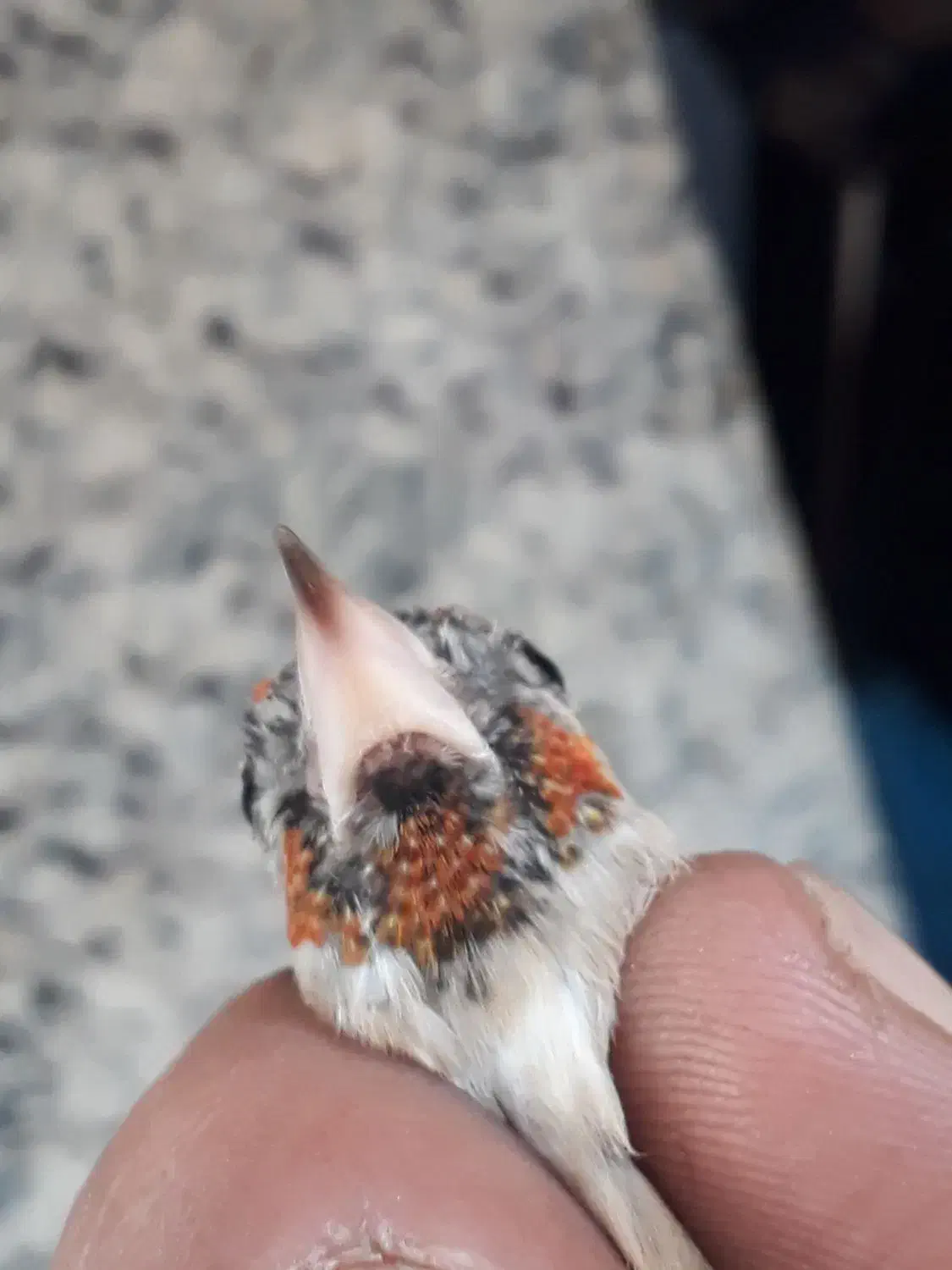 سهره ماده|پرنده|تهران, هرندی|دیوار