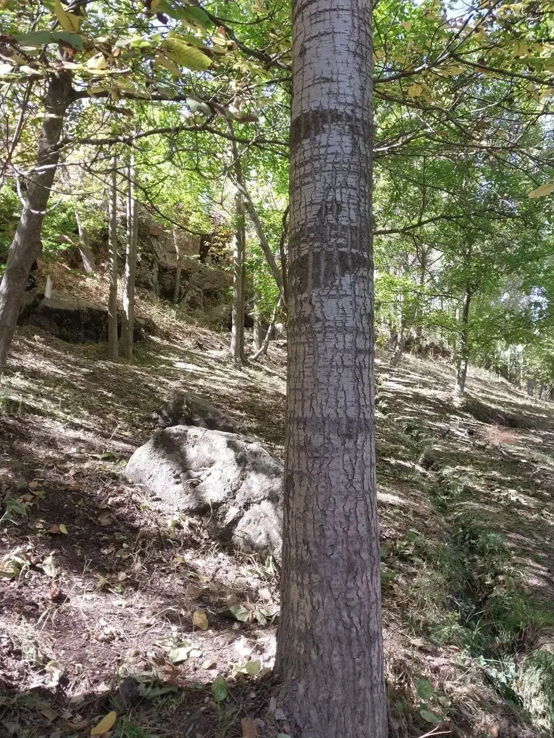 فروش درخت چنار|گل و گیاه طبیعی|کوثر, |دیوار