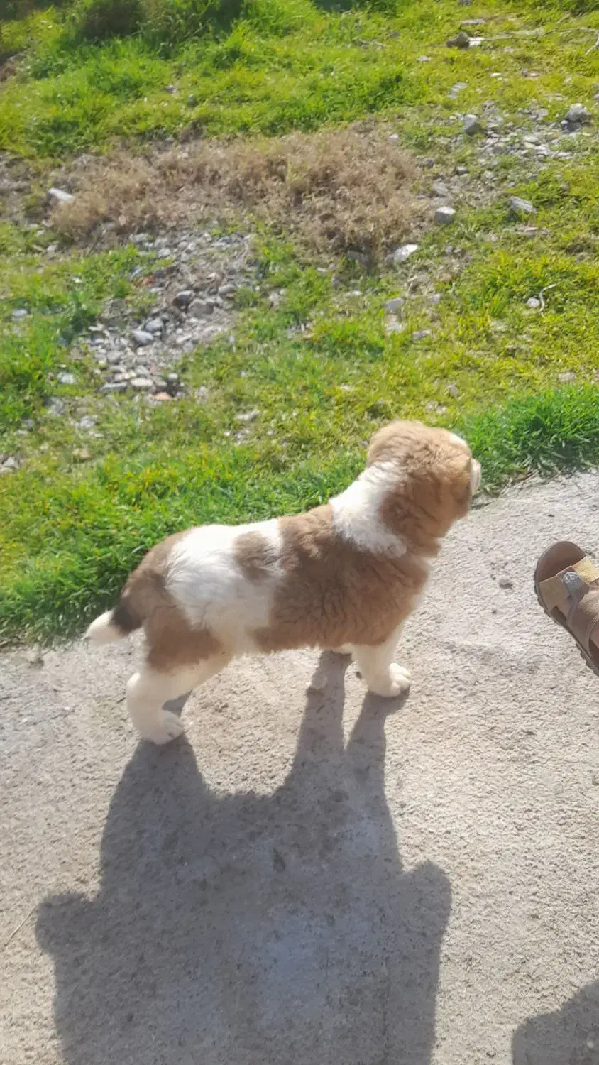 سگ ماده|سگ|سیمین شهر, |دیوار